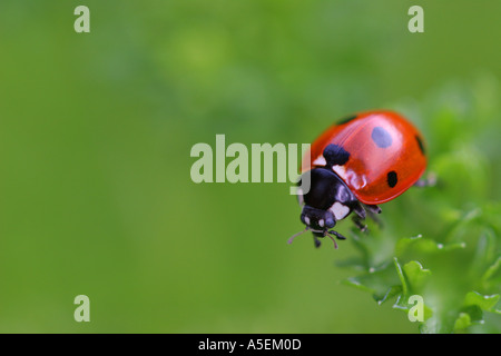 Coccinella sulla foglia di rosmarino Foto stock Alamy