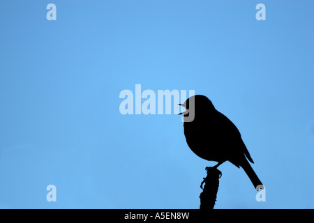 Unione robin Erithacus rubecula sul pesce persico del brano cantando a dichiarare il suo territorio silhouette contro il cielo blu Foto Stock