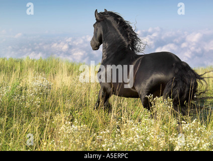 Il frisone stallone cavallo corre attraverso Prato selvatico con cloulds visibile al di sotto Foto Stock
