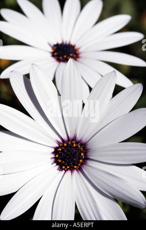 Coppia di bianco fiori a margherita Foto Stock