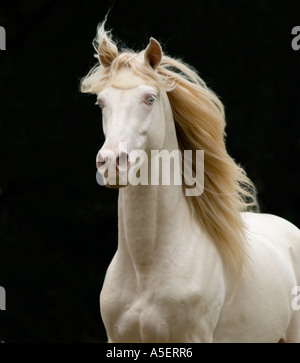 Testa di cremello Rocky Mountain Horse stallone su sfondo scuro Foto Stock