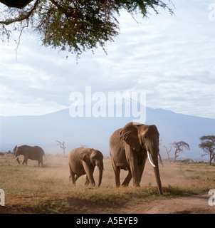 Kenya Safari. Gli elefanti nella parte anteriore del Monte Kilimanjaro, Amboseli National Park, Kenya, Africa orientale Foto Stock