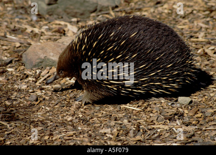 Echidna spinoso ant eater Tasmania Australia Tachyglossus aculeatus setosus essendo il sub specie trovato in Tasmania Foto Stock