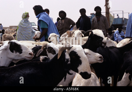 I pastori vegliano su di loro capre nel mercato di capra in Nouakchott Mauritania Foto Stock