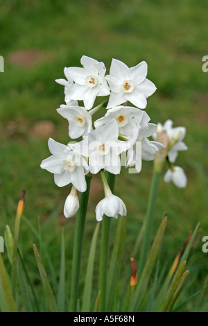 Narcissus Tazetta Papyraceus fioritura in primavera salpe Bay Algarve Portogallo Foto Stock