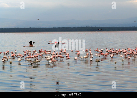 Flamingo aggregazione, Lake Nakuru, Kenya Africa (rosa) (minore) Foto Stock