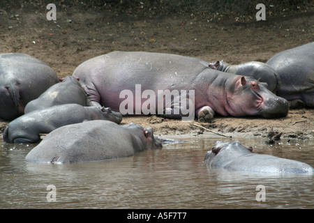 Ippopotamo in appoggio, ippopotami, Masai Mara, Safari Kenya Foto Stock