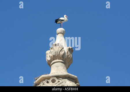 Cicogna bianca sulla parte superiore di una chiesa Torre Faro Algarve Portogallo Foto Stock