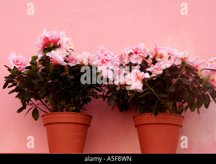 Azalea colore rosa per le piante in vaso di fronte a un muro di rosa Foto Stock