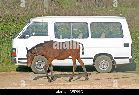 Cavalli di potenza Foto Stock