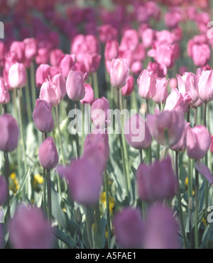 Pink tulip fiori in fioritura di campo Foto Stock