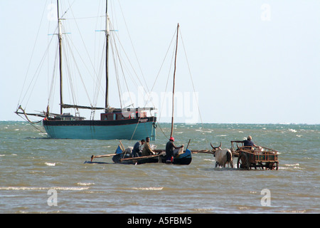 Il Madagascar, l'uomo a cavallo di un carrello di zebù dal mare, Toliara ( Tulear ) Foto Stock