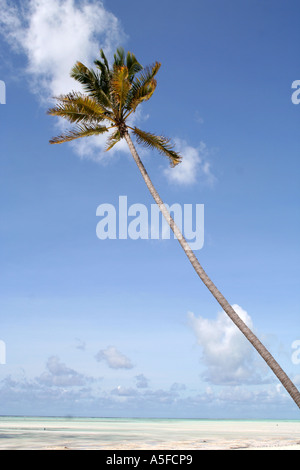 Zanzibar: lone Palm tree su una spiaggia di sabbia bianca sulla penisola Michamvi, Tanzania Africa Foto Stock
