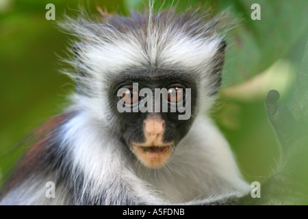 Baby Red Colobus Monkey (colombus pennanti) nella foresta di Jozani riserva nazionale, Zanzibar Tanzania Africa orientale Foto Stock