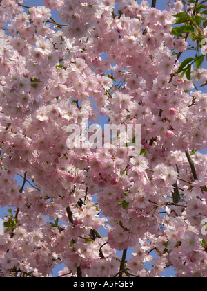 Cherrytrees in piena fioritura Foto Stock