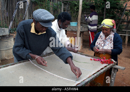 Fianarantsoa, Madagascar, azienda di famiglia rendendo fiori fatti a mano carta pressata Foto Stock