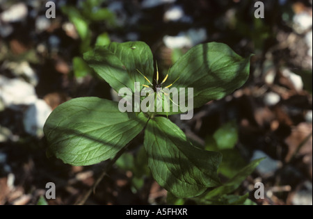 Herb Paris Paris quadrifolia fioritura delle piante in un legno di Hampshire Foto Stock