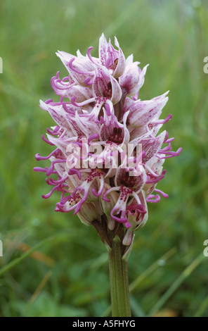 Orchide omiciattolo Orchis simia flowerhead Kent Foto Stock