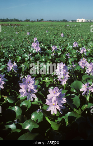 Giacinto di acqua Eichhornia crassipes pianta fioritura in un risone Foto Stock