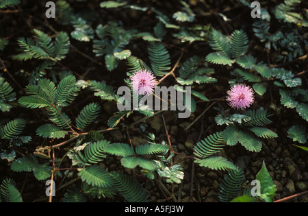 Impianto di sensibilità Mimosa pudica pianta flowering Filippine Foto Stock