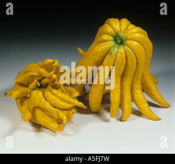 Citron Citrus medica var. Sarcodactylis varietà di frutta Buddha mano o mano di Buddha Foto Stock