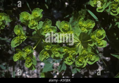 Sun di euforbia Euphorbia helioscopia fioritura delle piante Foto Stock