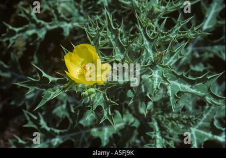 Papavero messicano Argemone mexicana piante fiorite in Tanzania Foto Stock