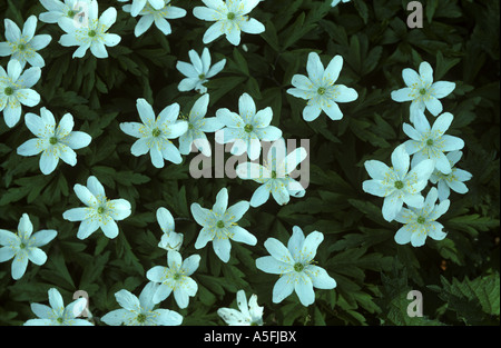 Legno Anemone Anemone nemorosa , fiori nel bosco Foto Stock