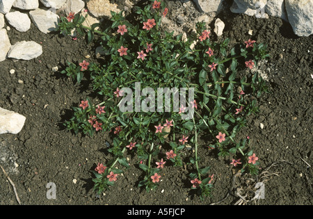 Scarlet pimpernel Anagallis arvense pianta flowering Foto Stock