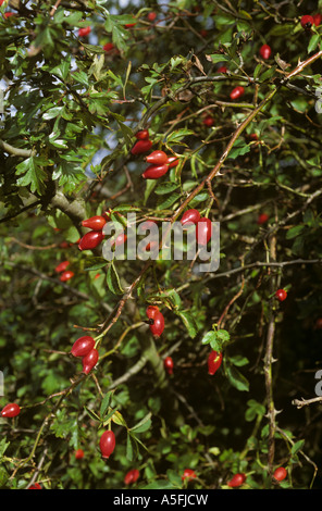 La rosa canina Rosa canina hips nella siepe in autunno Foto Stock