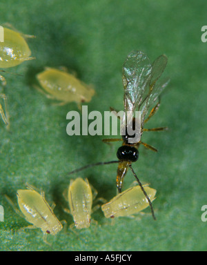 Parassitoide wasp Aphidius sp che stabilisce le sue uova in una pesca di afide di patate Foto Stock