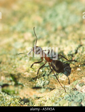 Rosso legno Ant Foto Stock