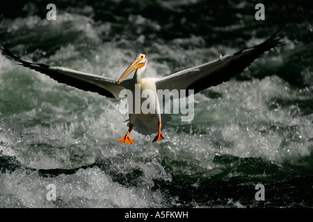 Americano bianco Pellicano (Pelecanus erythrorhynchos) Wyoming - USA - Volare oltre il fiume in esecuzione Foto Stock