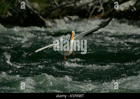 Americano bianco Pellicano (Pelecanus erythrorhynchos) Wyoming - USA - Volare oltre il fiume in esecuzione Foto Stock