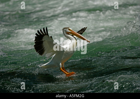 Americano bianco Pellicano (Pelecanus erythrorhynchos) Wyoming - USA - Volare oltre il fiume in esecuzione Foto Stock