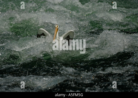 Americano bianco Pellicano (Pelecanus erythrorhynchos) Wyoming - USA - Volare oltre il fiume in esecuzione Foto Stock