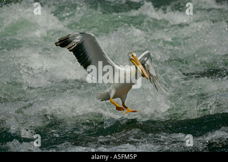 Americano bianco Pellicano (Pelecanus erythrorhynchos) Wyoming - USA - Volare oltre il fiume in esecuzione Foto Stock