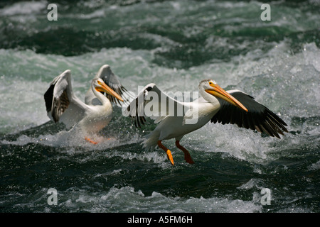 Americano bianco Pellicano (Pelecanus erythrorhynchos) Wyoming - USA - Volare oltre il fiume in esecuzione Foto Stock