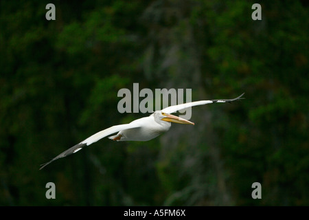 Americano bianco Pellicano (Pelecanus erythrorhynchos) Wyoming - USA - Volare oltre il fiume in esecuzione Foto Stock