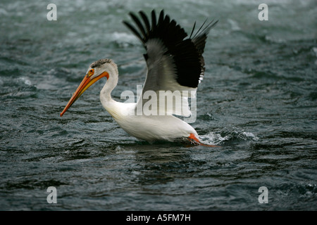 Americano bianco Pellicano (Pelecanus erythrorhynchos) Wyoming - USA - Volare oltre il fiume in esecuzione Foto Stock