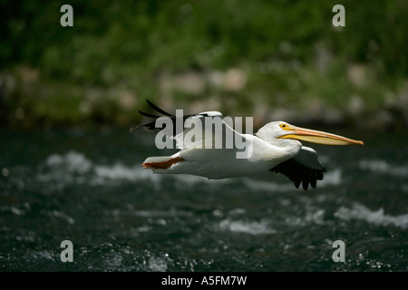 Americano bianco Pellicano (Pelecanus erythrorhynchos) Wyoming - USA - Volare oltre il fiume in esecuzione Foto Stock