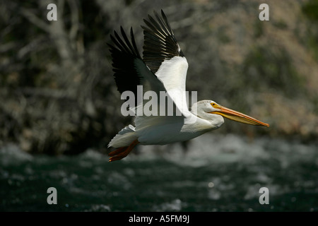 Americano bianco Pellicano (Pelecanus erythrorhynchos) Wyoming - USA - Volare oltre il fiume in esecuzione Foto Stock