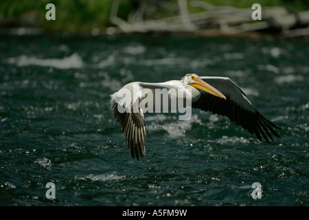 Americano bianco Pellicano (Pelecanus erythrorhynchos) Wyoming - USA - Volare oltre il fiume in esecuzione Foto Stock