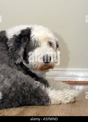 Old English Sheepdog (noto anche come il Bobtail) Foto Stock