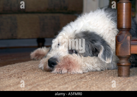 Old English Sheepdog (noto anche come il Bobtail) Foto Stock