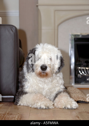 Old English Sheepdog (noto anche come il Bobtail) Foto Stock