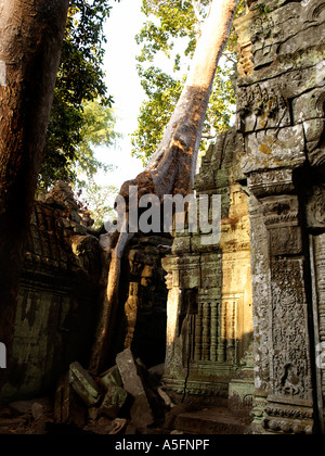 Ta Prohm tempio nei pressi di Angkor Watt Cambogia Foto Stock