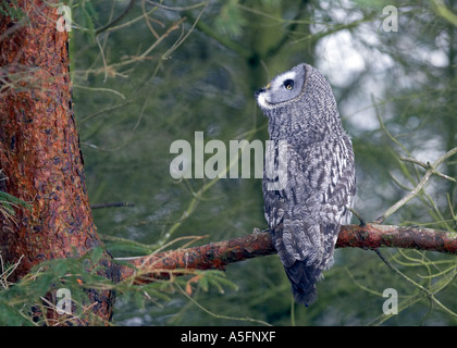 Grande Grigio Allocco (Strix nebulosa) appollaiato in un albero di pino branch Foto Stock