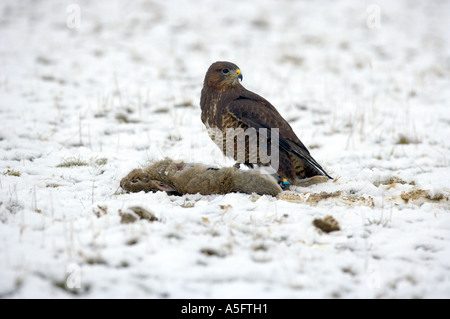 Comune Poiana (Buteo buteo) con la preda (un coniglio morto) su strade coperte di neve la massa Foto Stock