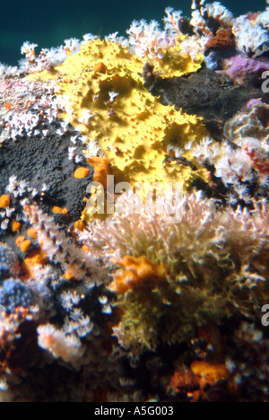 Australia WA Busselton esperienza subacquea vista dal di sotto del corallo Foto Stock